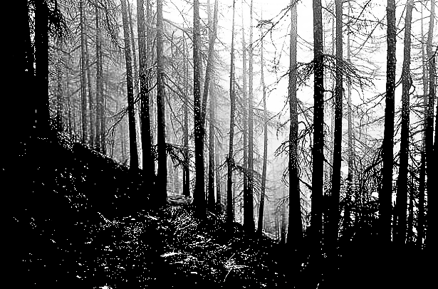An eerie black and white forest trail.