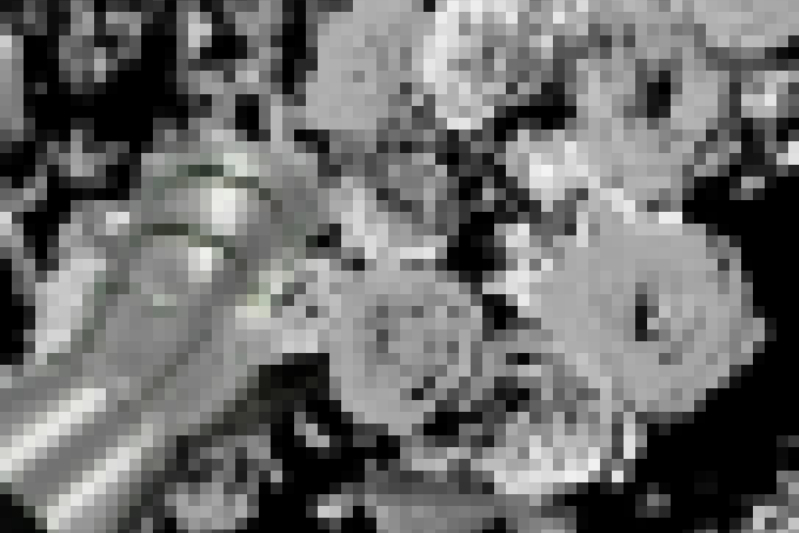 A blurry, pixelated black and white bush of roses with a mitten gauntlet brushing atop them.